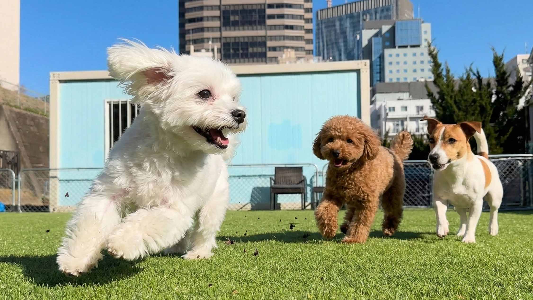 都内の広い屋外ドッグランで遊ぶ犬